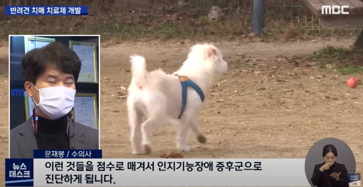 Korean Researchers Successfully Developed Dog Dementia Treatment