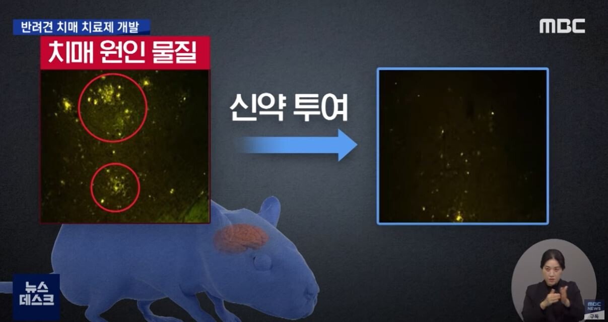 Korean Researchers Successfully Developed Dog Dementia Treatment