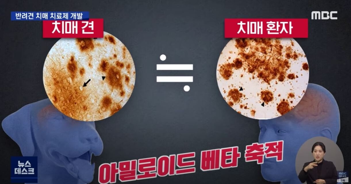 개 치매 치료제 개발에 성공한 한국 연구진