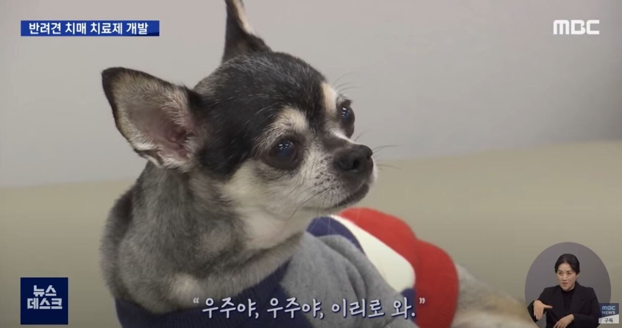 Korean Researchers Successfully Developed Dog Dementia Treatment