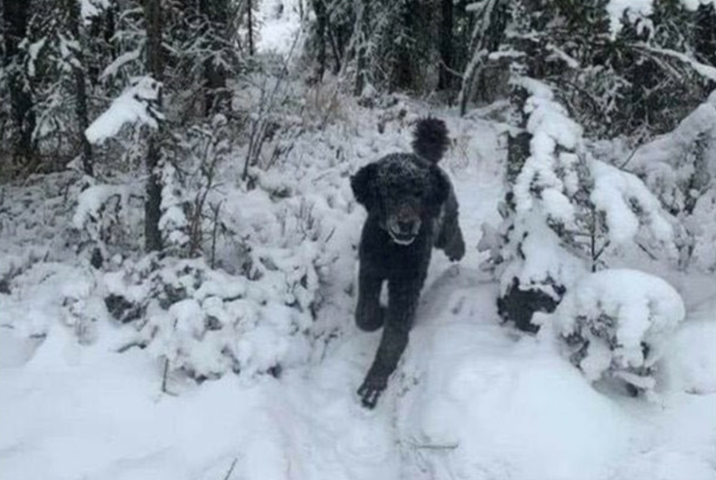 Illusion of the back of a person running in the snow.jpg