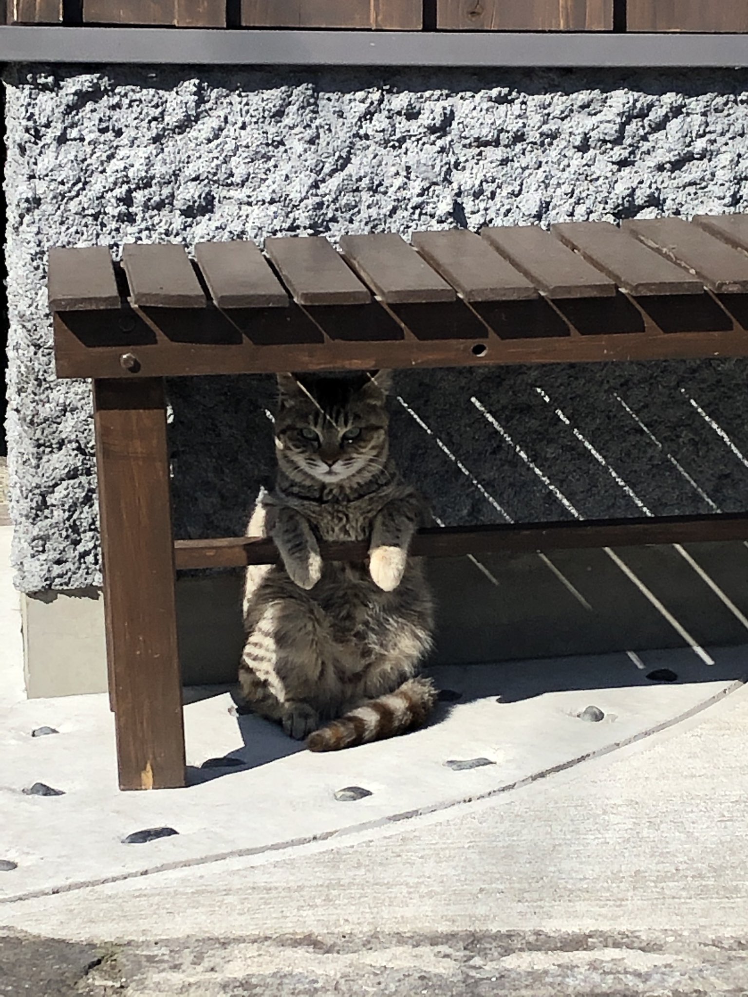 A cat that wants to avoid the sun.jpg