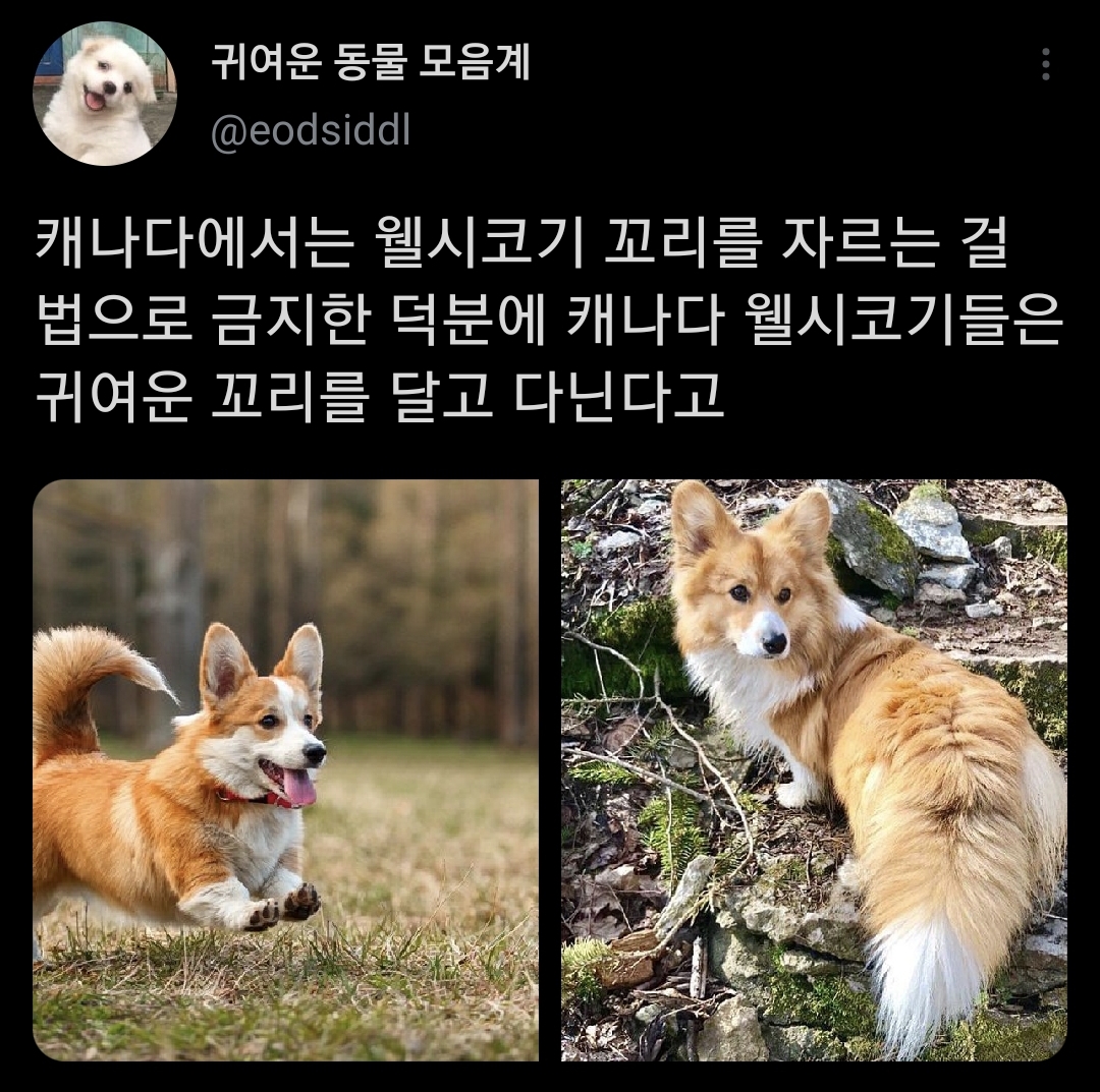 웰시코기 비밀.jpg