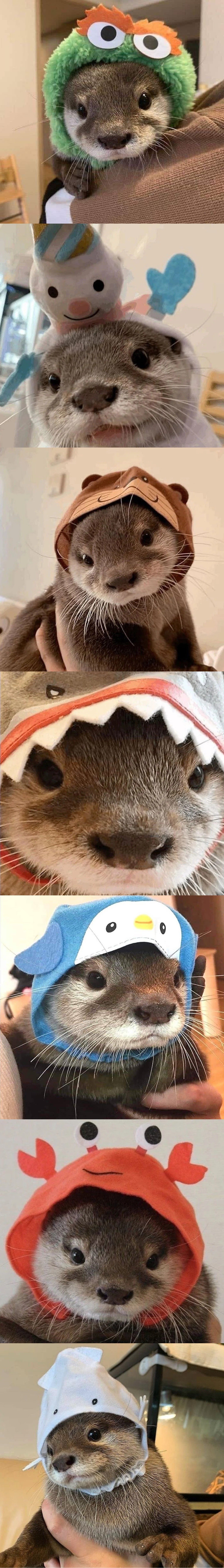 Why put a hat on an otter?