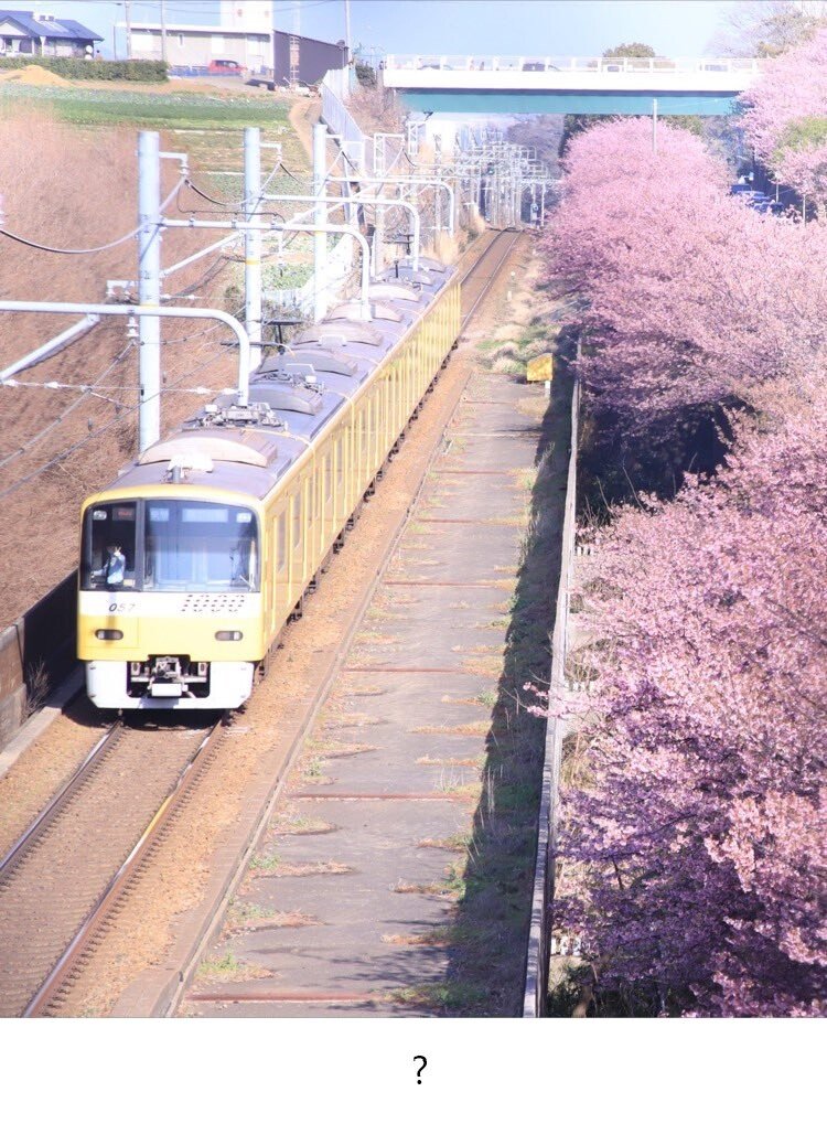 벚꽃이랑 기차 사진을 찍었는데