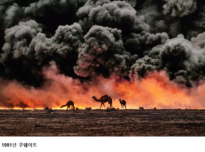 이라크군의 공격으로 불타오르는 유전을 지나가는 낙타 무리