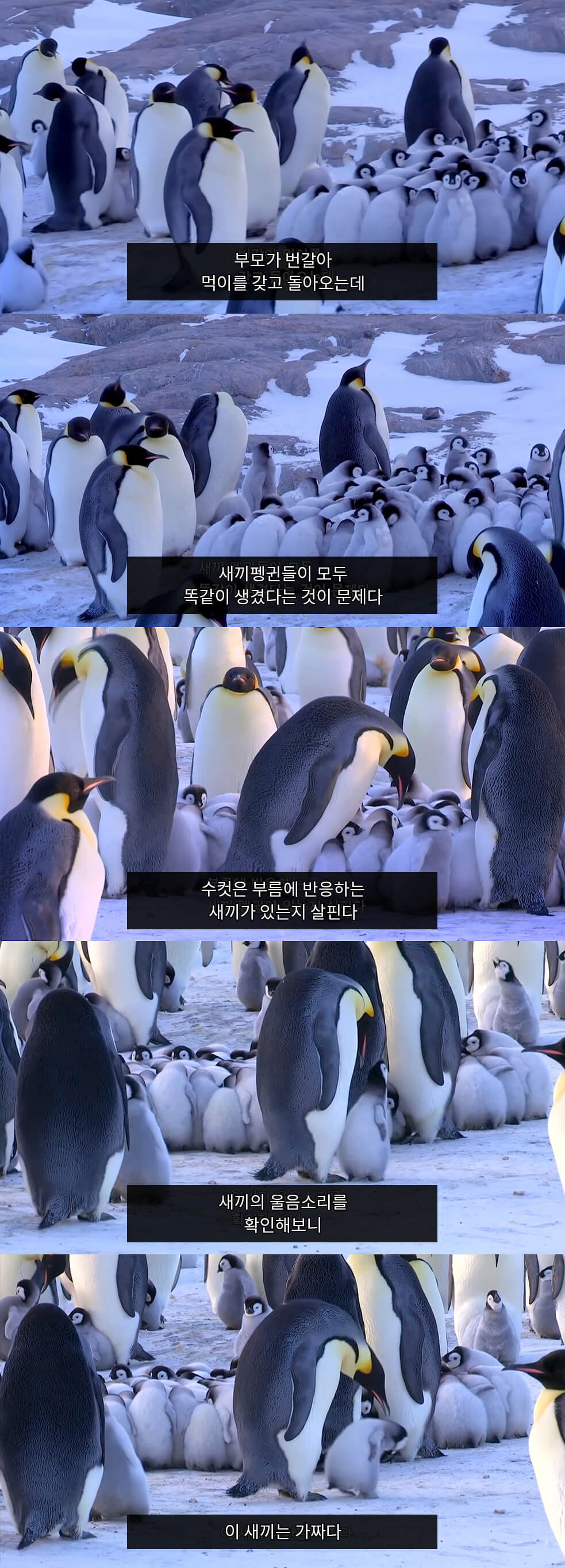 How penguins distinguish their young.jpg