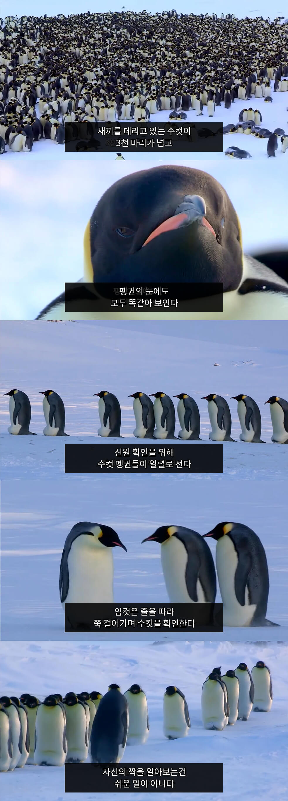 How penguins distinguish their young.jpg