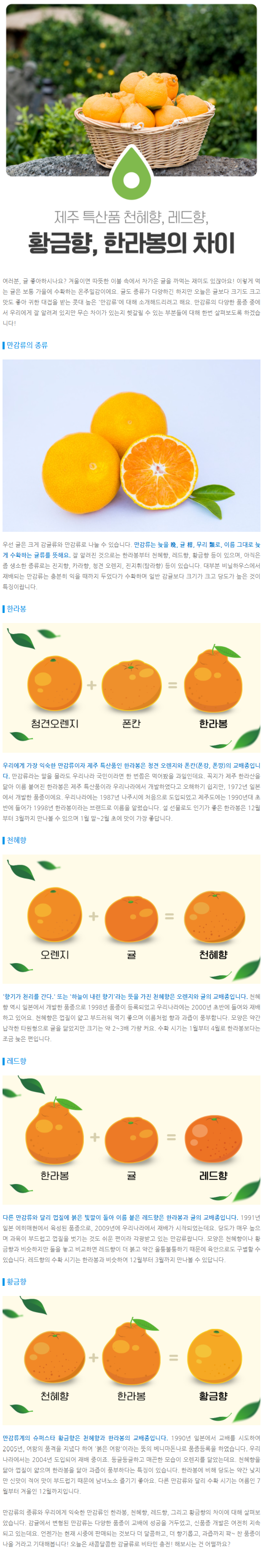 한라봉, 천혜향, 레드향, 황금향 "만감류"의 차이점