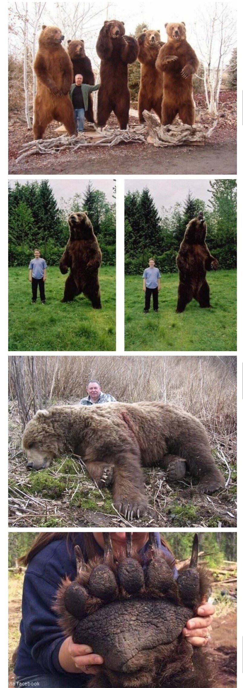 Feel the size of a bear