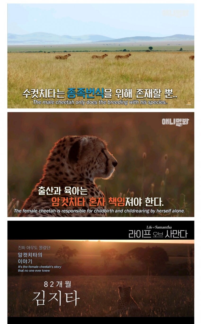 SBS 동물농장 유튜브 레전드