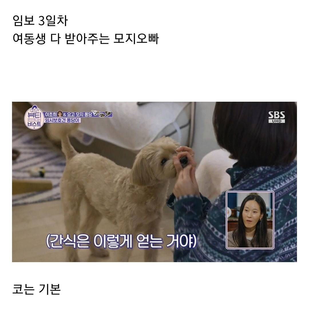 Actor Lee Cho-hee temporarily protects and sends abandoned dogs.