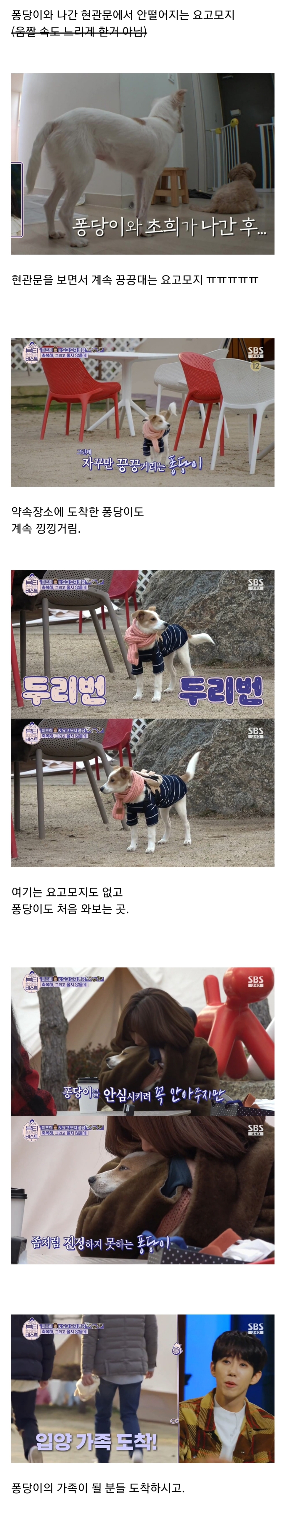 Actor Lee Cho-hee temporarily protects and sends abandoned dogs.