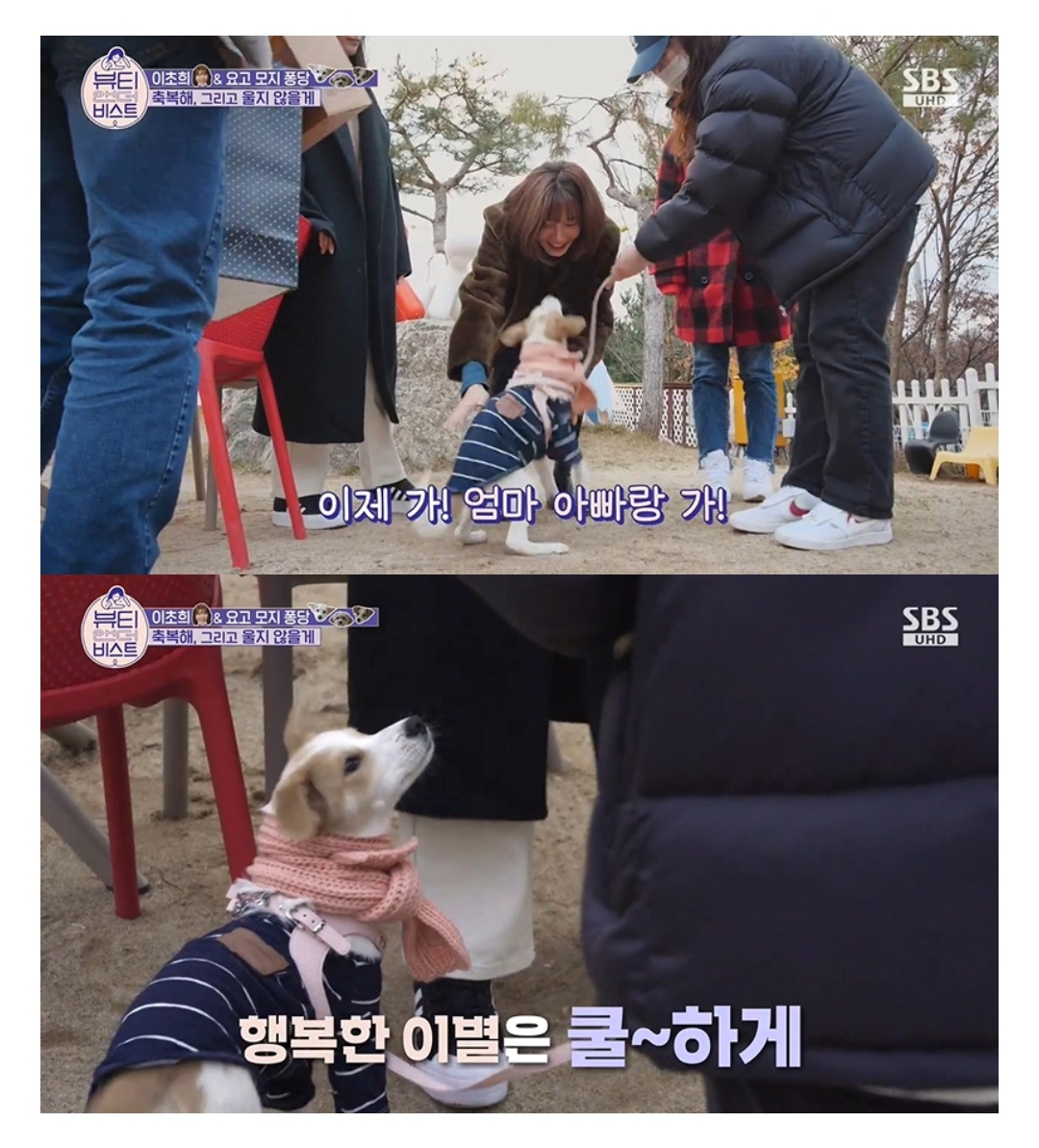 Actor Lee Cho-hee temporarily protects and sends abandoned dogs.