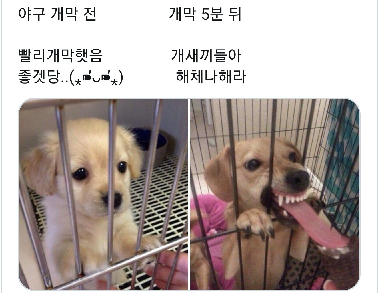 야구 개막 전후