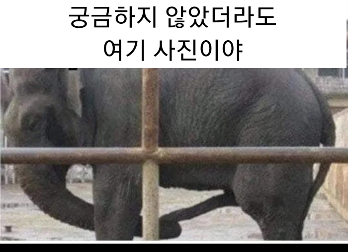 코끼리 코로 되는지 궁금했던 이것