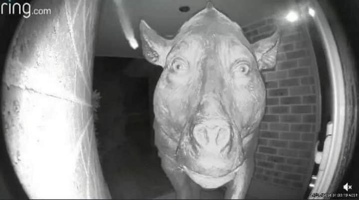 Wild boar on CCTV at home in the United States.