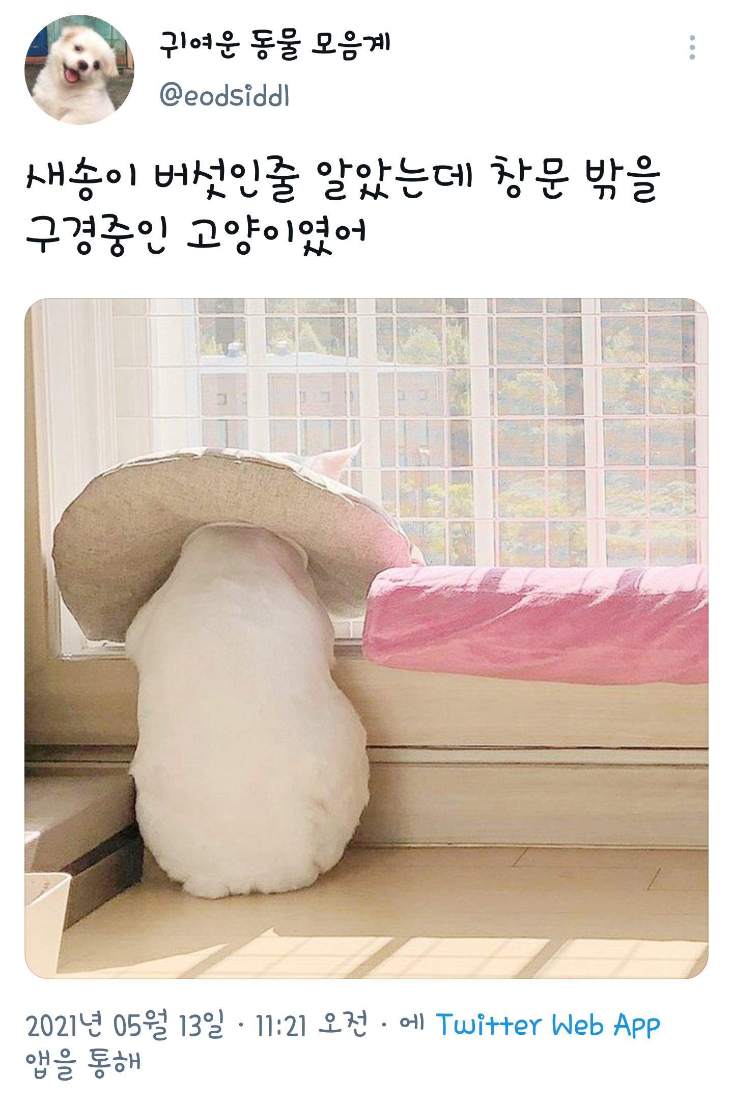 요즘 인기라는 송이버섯 다키마쿠라