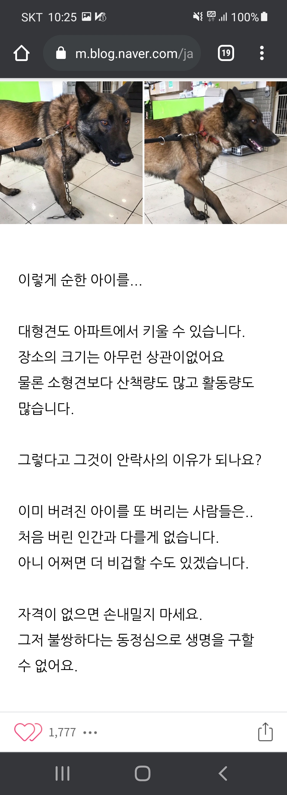 입양 10분만에 안락사 대상이 된 개.jpg