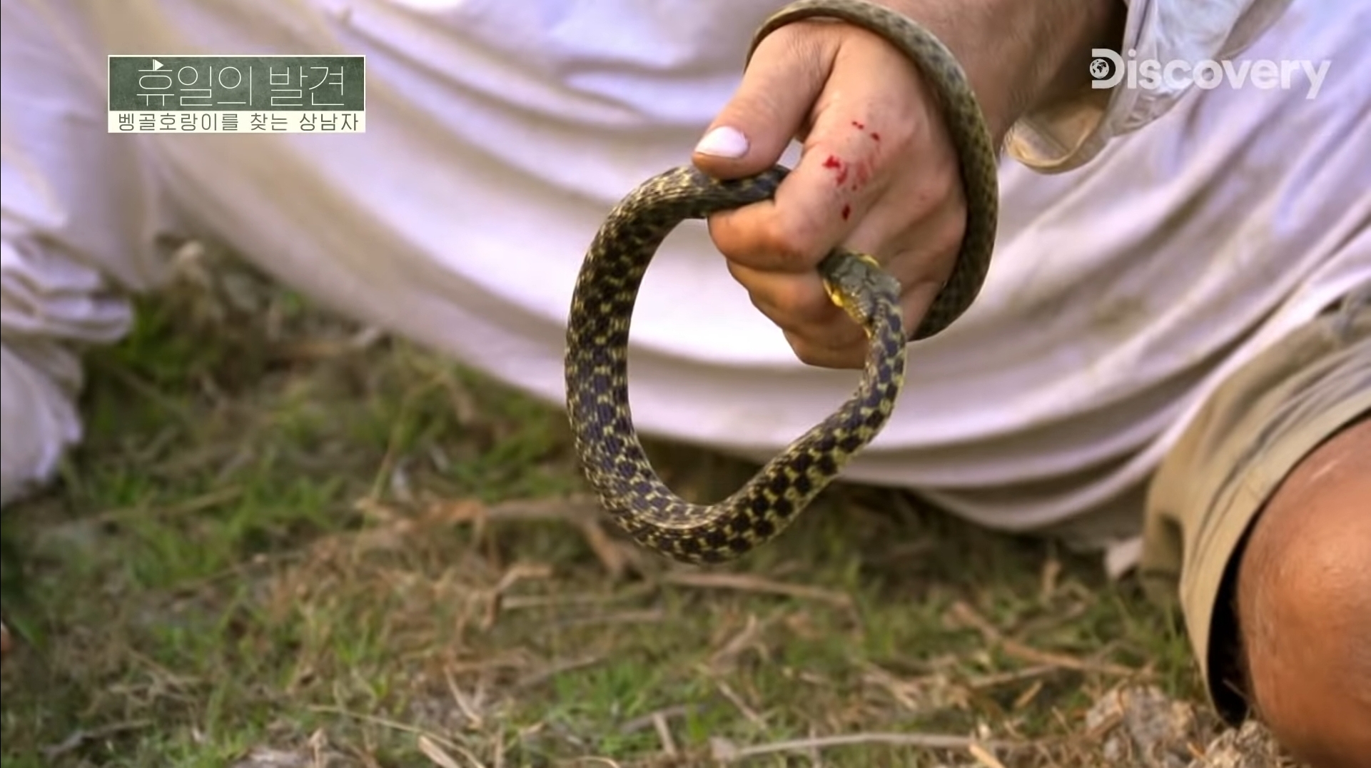 Discovery snake expert how to handle snakes.