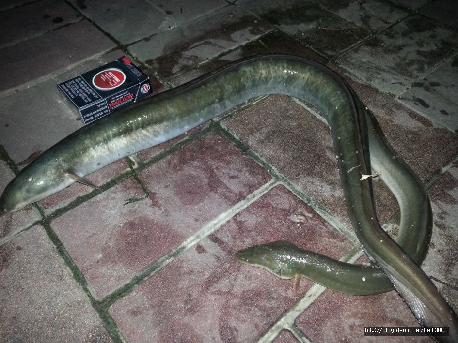 Han River eel that fishermen went to catch as witnesses of the Han River incident.