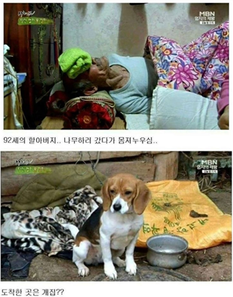 개똥물. JPG