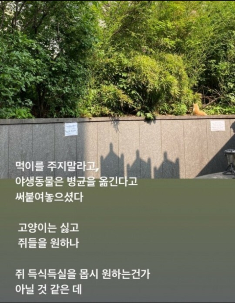 옥주현 “길고양이에 먹이 금지? 고양이는 싫고 쥐들을 원하나”