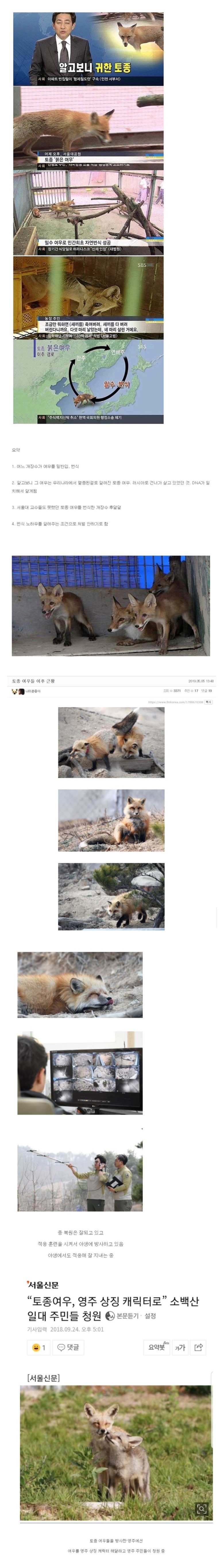 토종여우 복원의 비밀