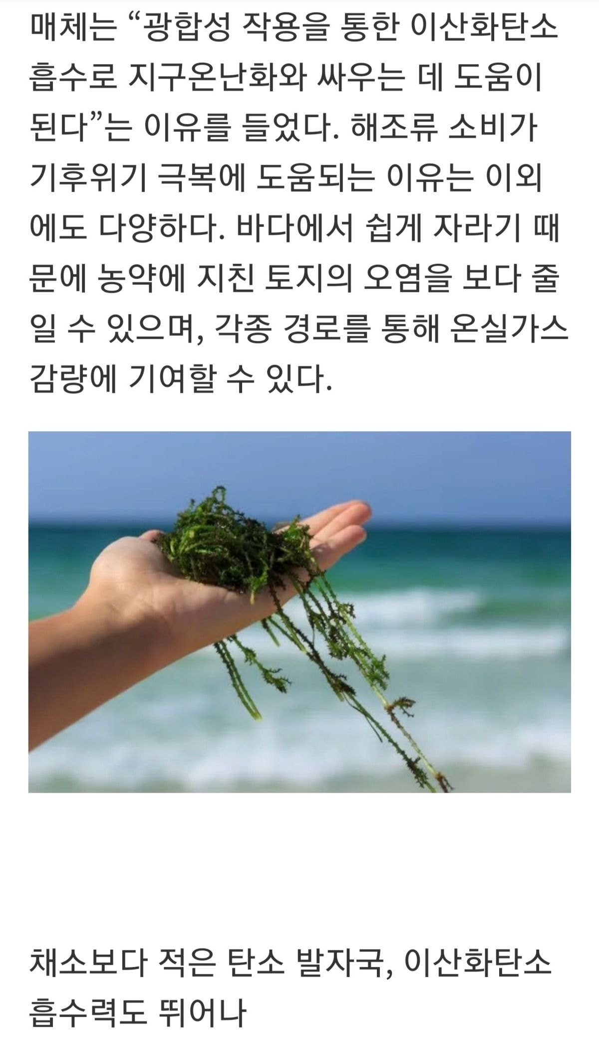 “지구를 위해 해조류를 요리하는 한국인”