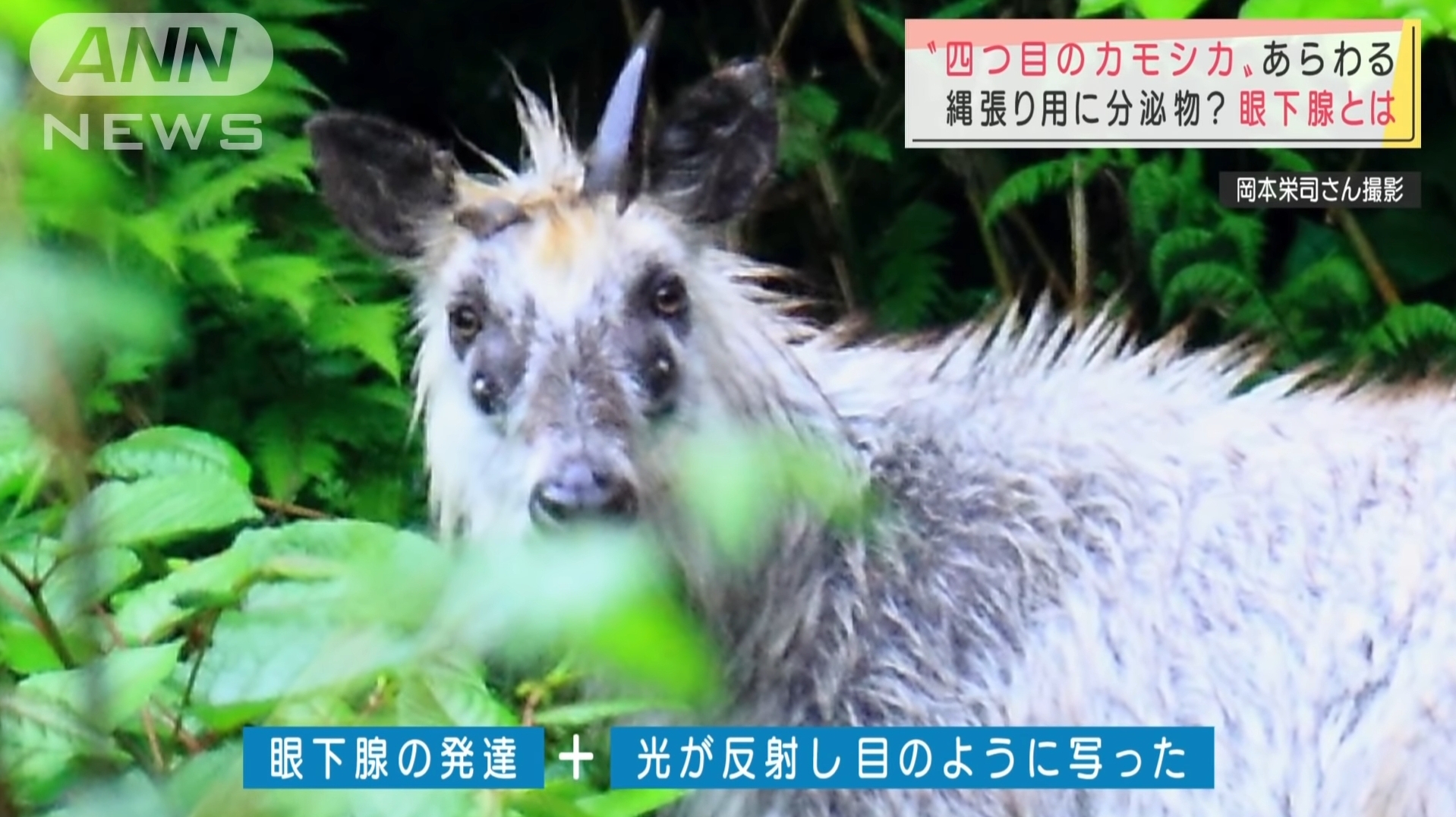 Four-eyed antelope found in Japan