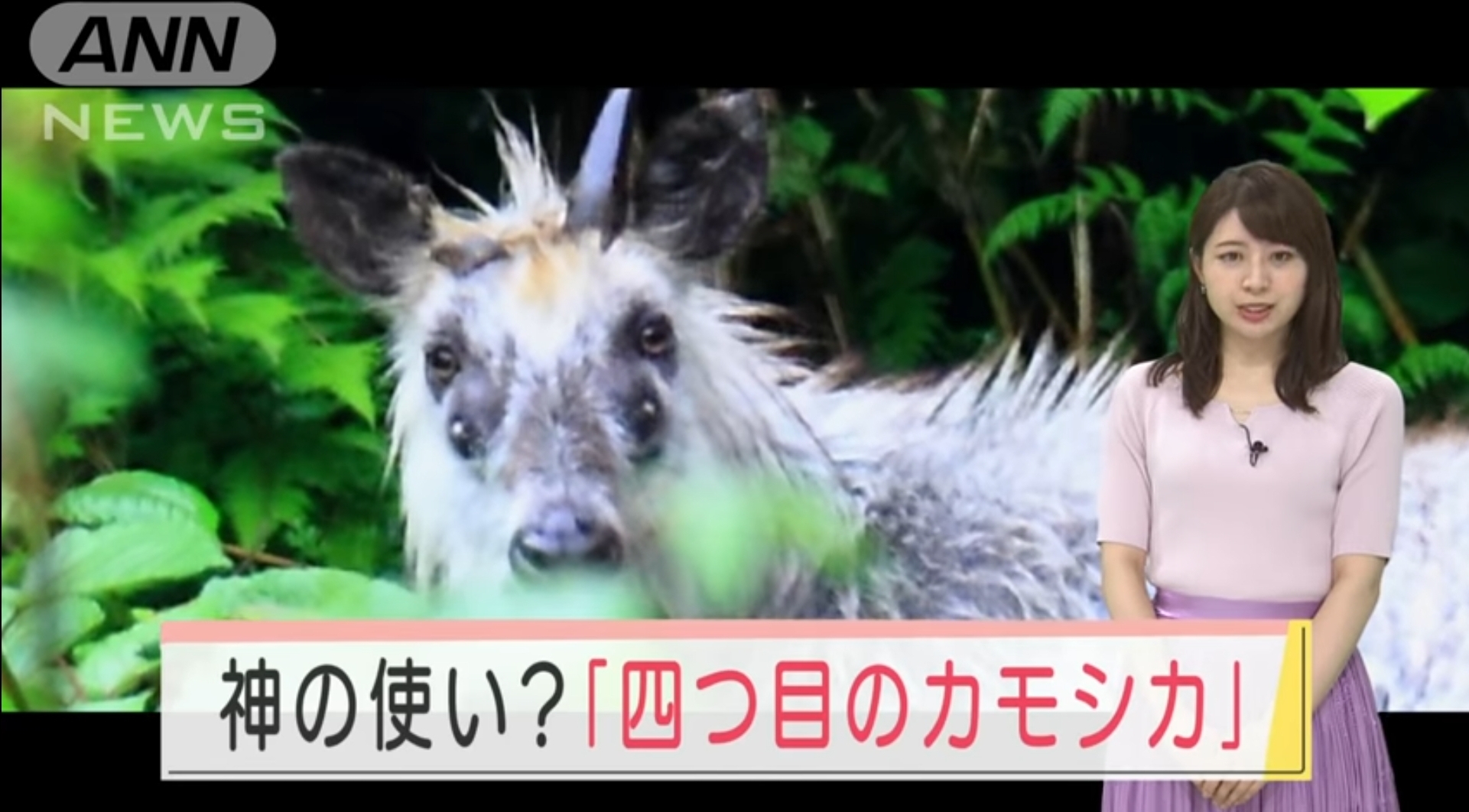 Four-eyed antelope found in Japan