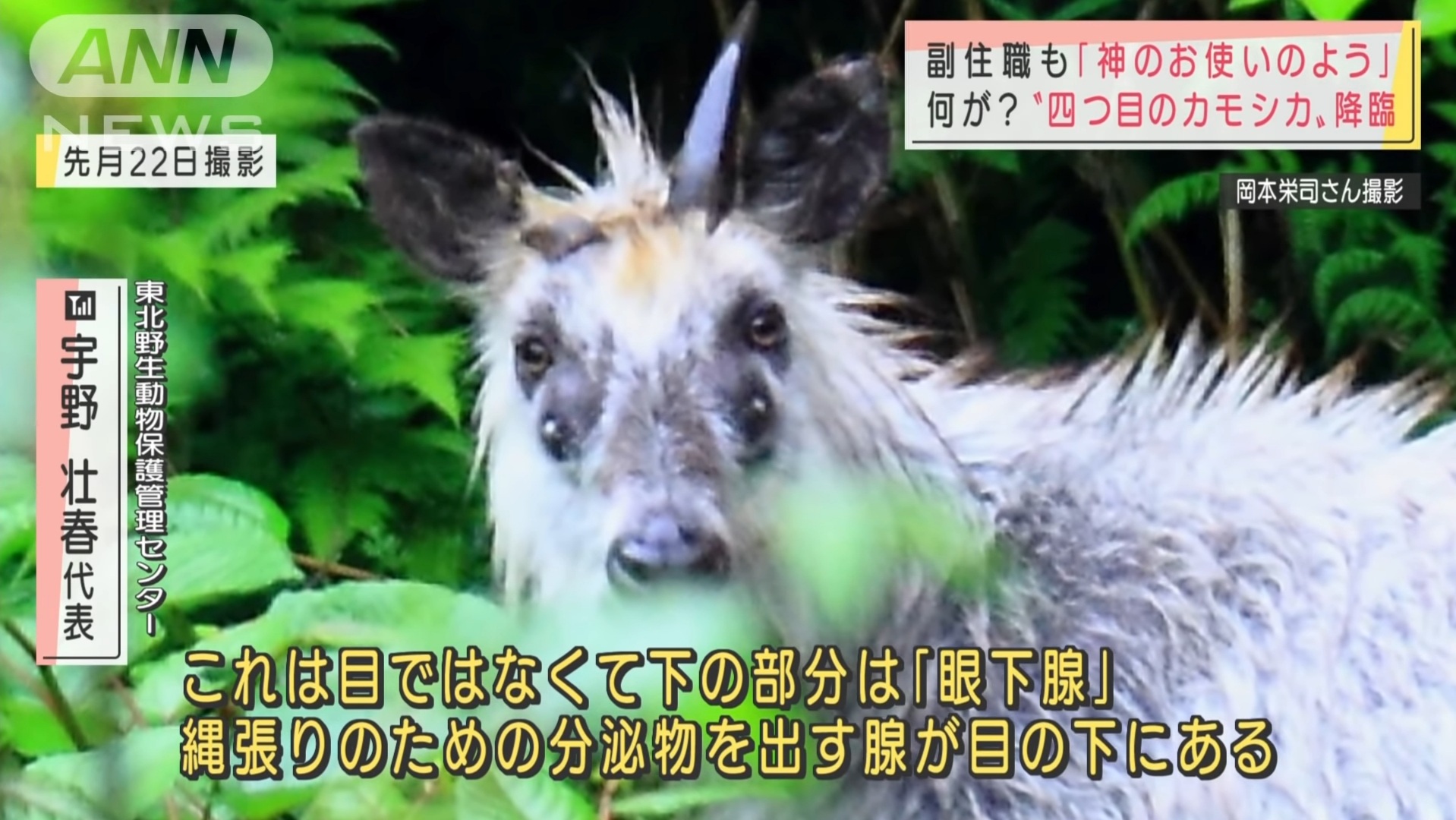 Four-eyed antelope found in Japan