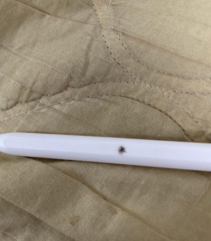 Spressure) Apple pencil that was charging on iPad pops