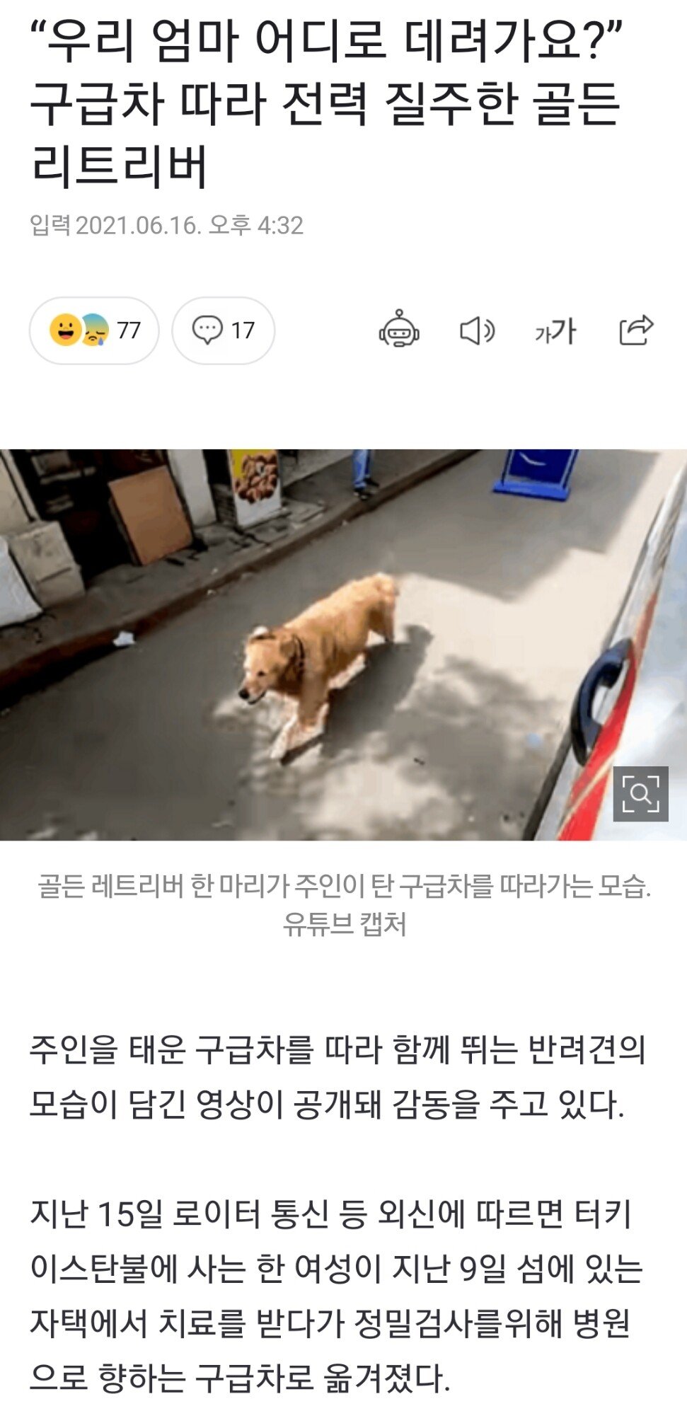 구급차 따라 전력 질주한 골든 리트리버