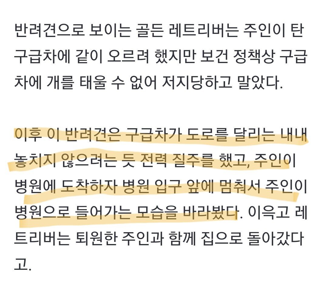 구급차 따라 전력 질주한 골든 리트리버