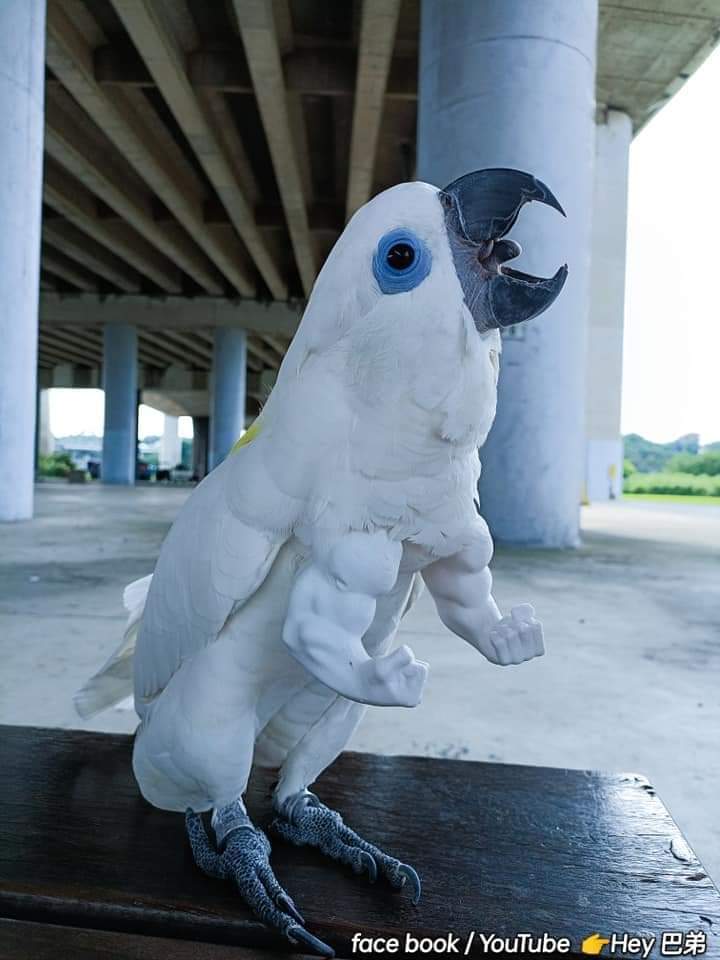 Parrot with arm model