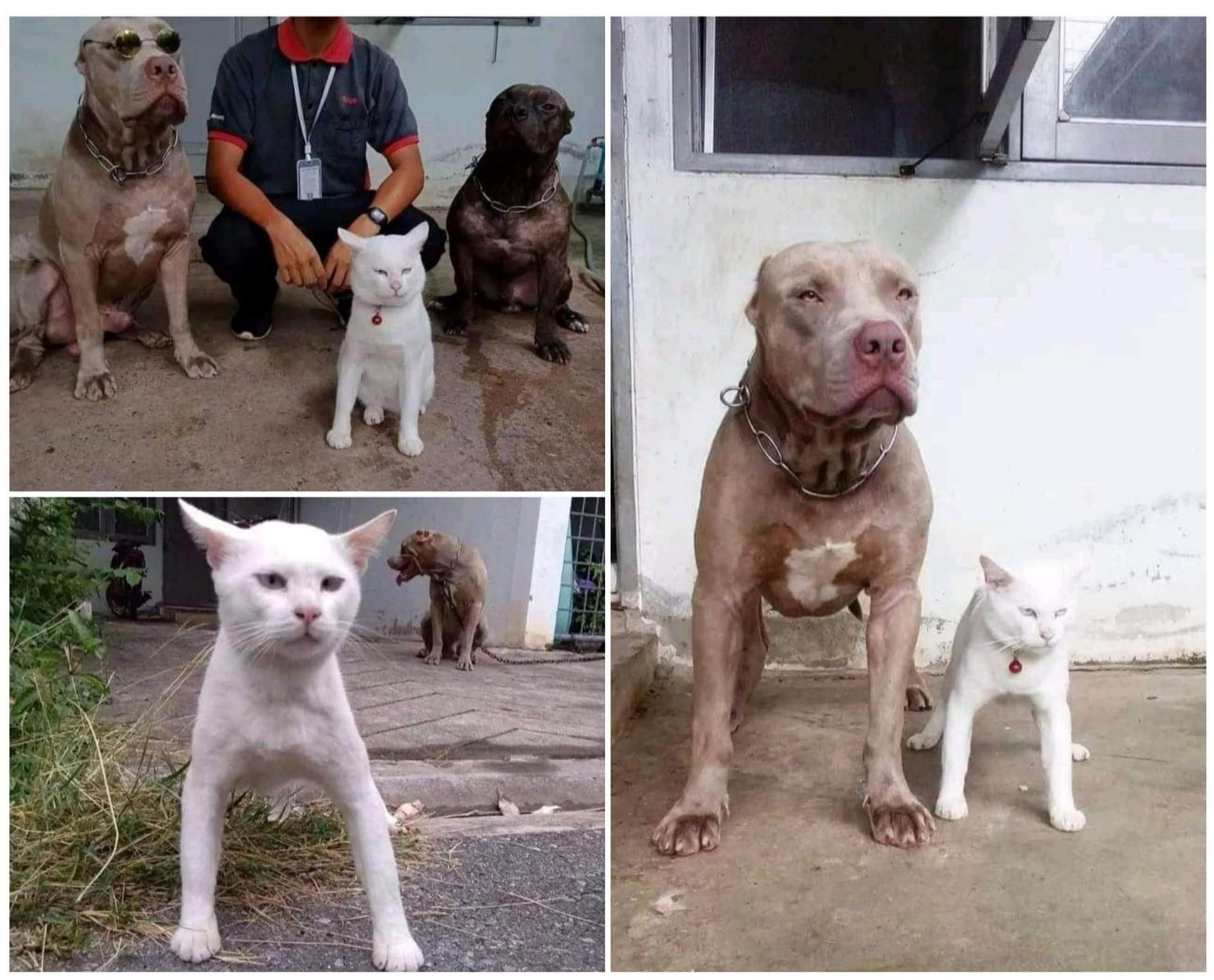 A cat that grew up with a blind dog.