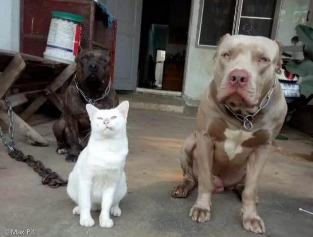 A cat that grew up with a pitbull.jpg