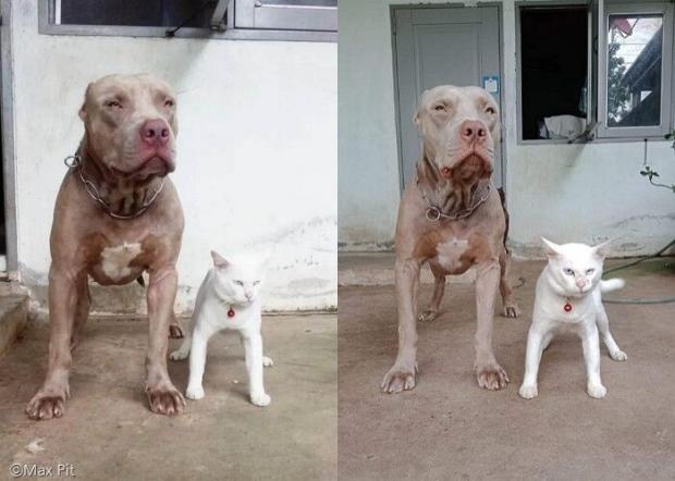 A cat that grew up with a pitbull.jpg