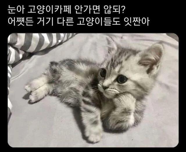 눈아 고양이카페 안가면 않되?.jpg