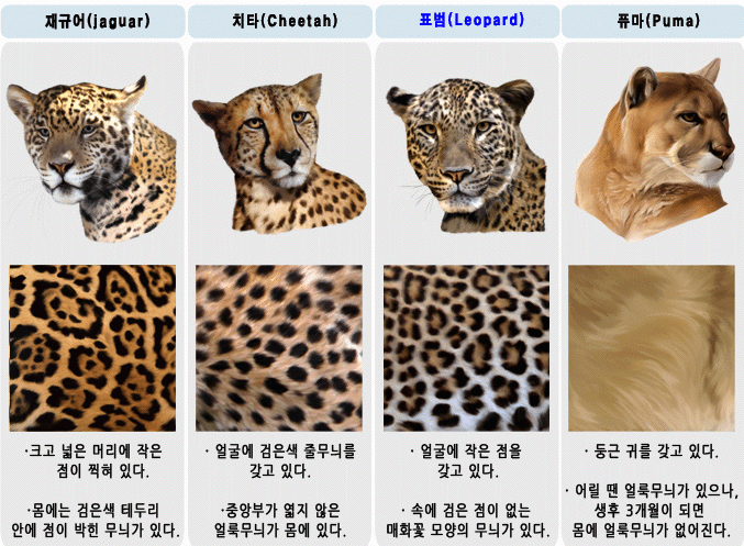 Chaguars, cheetahs, leopards, puma.