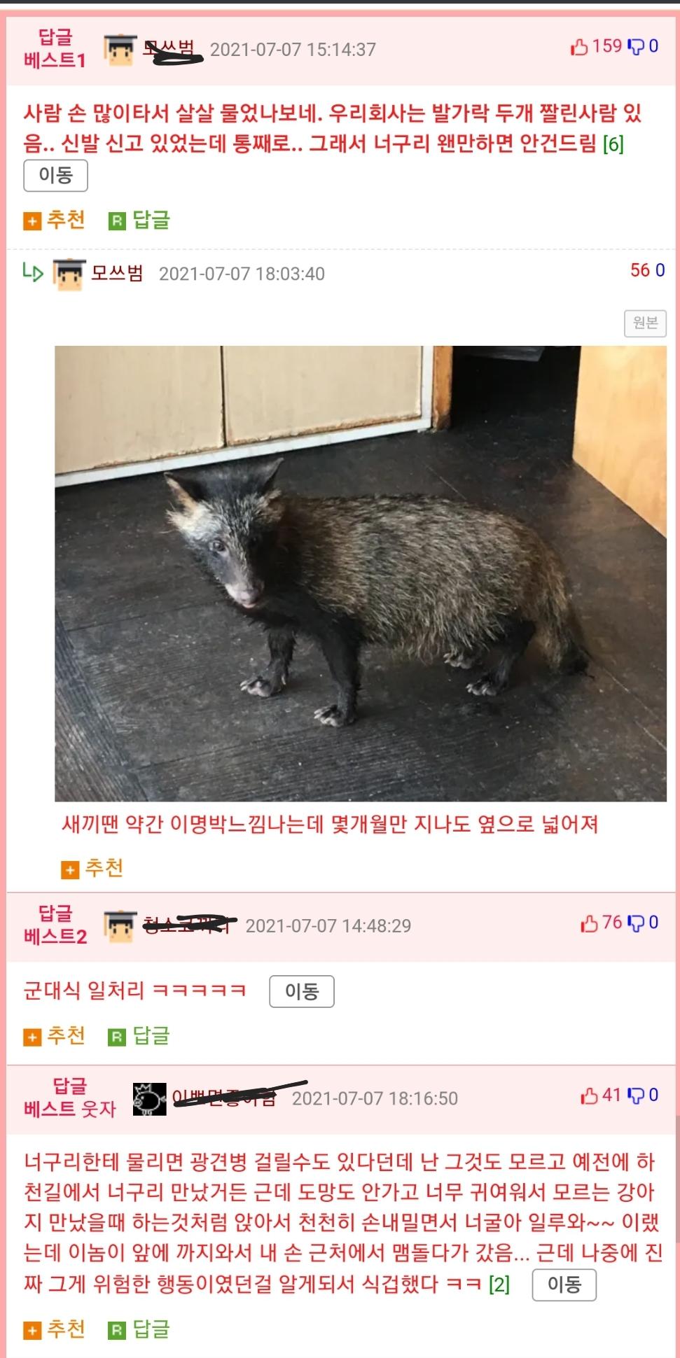 군대에서 너구리한테 목덜미 물린 선임 썰