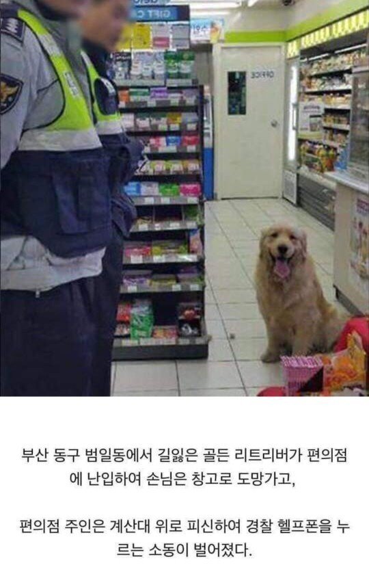 편의점에 침입한 강아지의 최후.JPG