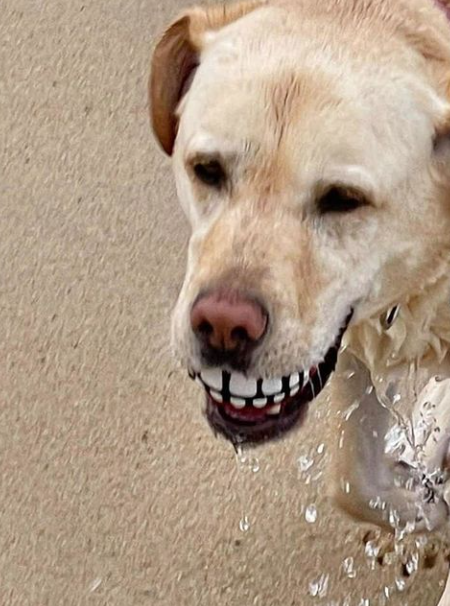 A dog that asked for something strange on the beach.