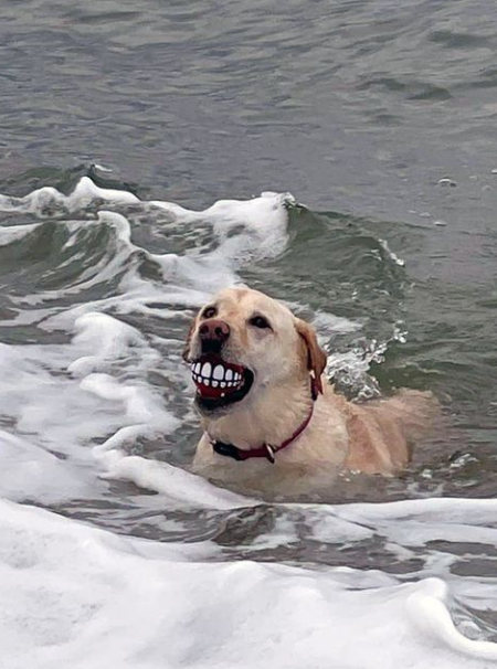 바닷가에서 이상한걸 물어온 강아지
