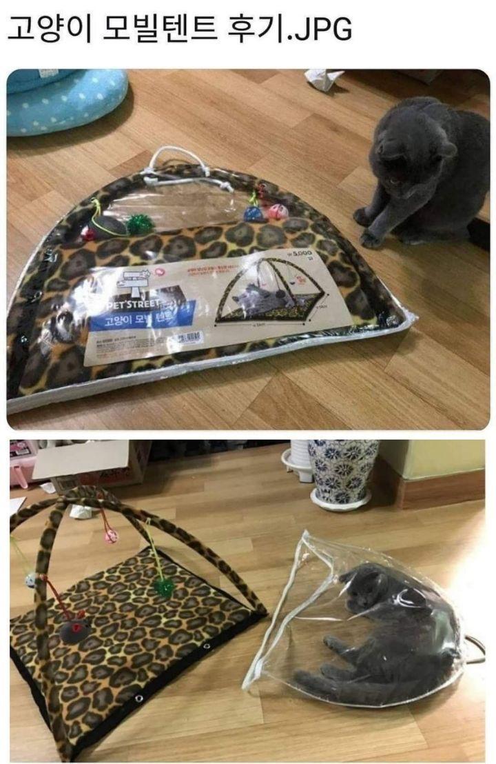 A review of the cat's mobile tent jpg