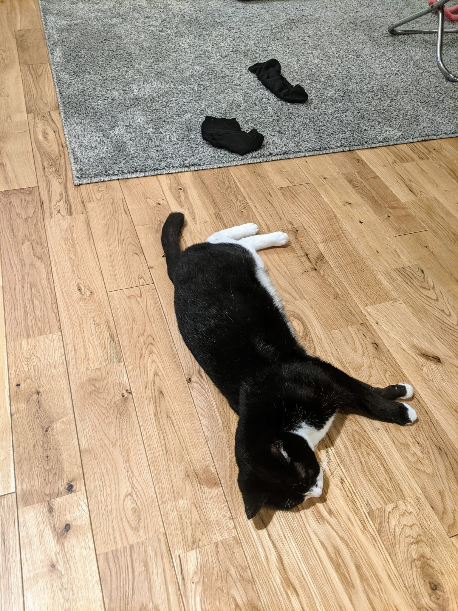A cat lying down with its socks off.jpg