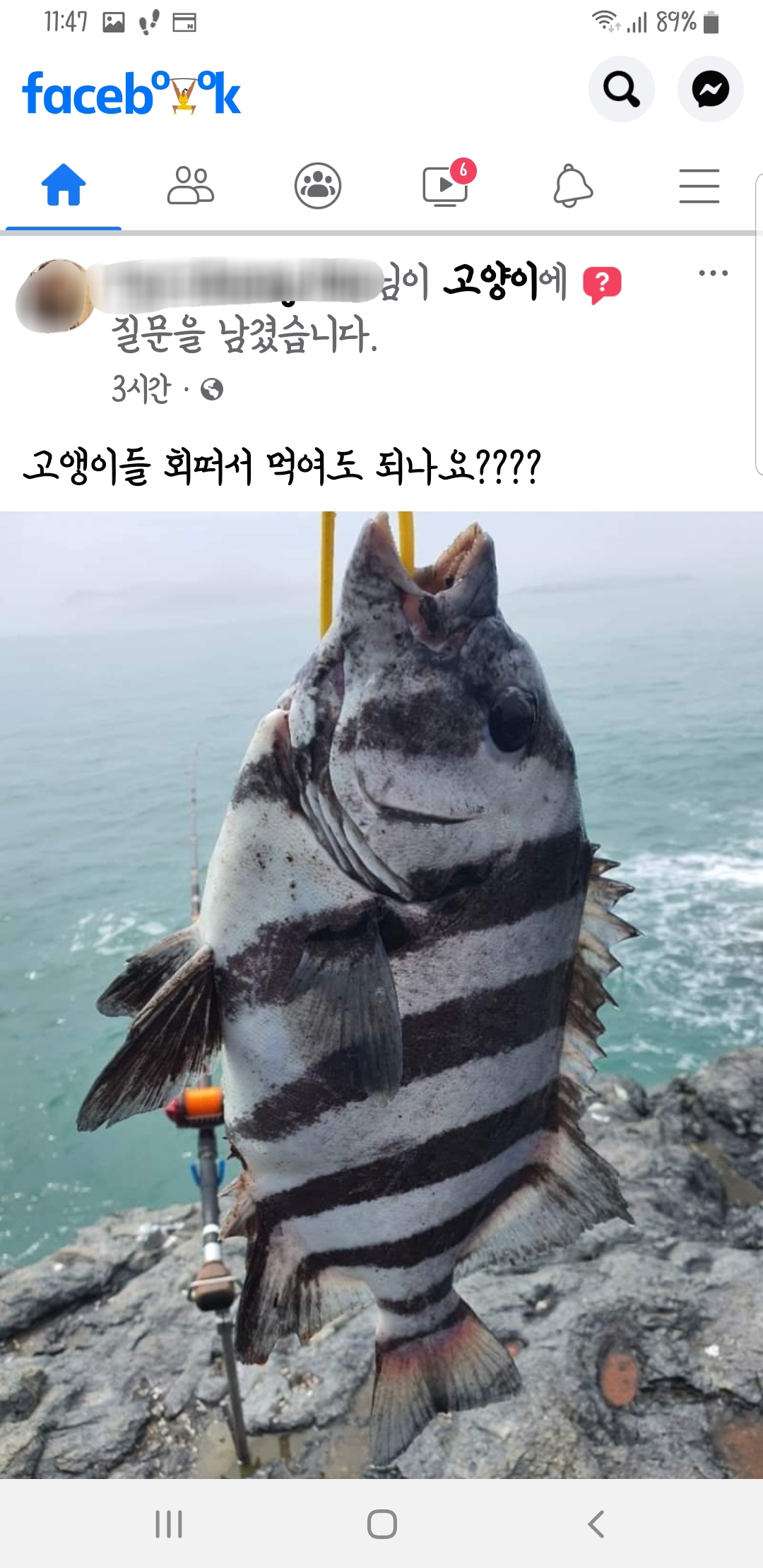 고양이도 생선 회를 먹어도 되나요?