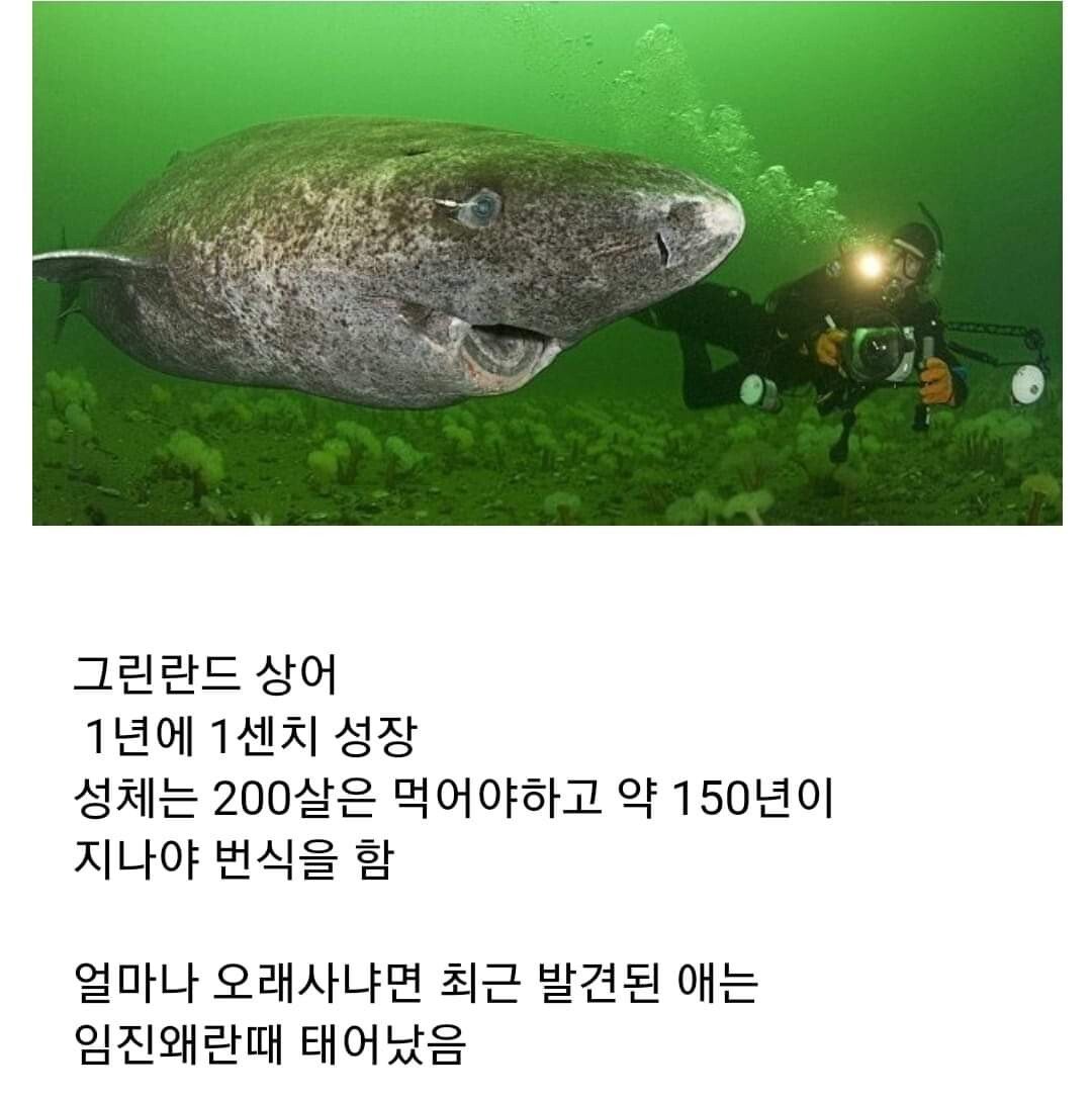 150살이 되야 성관계가 가능한 상어.jpg