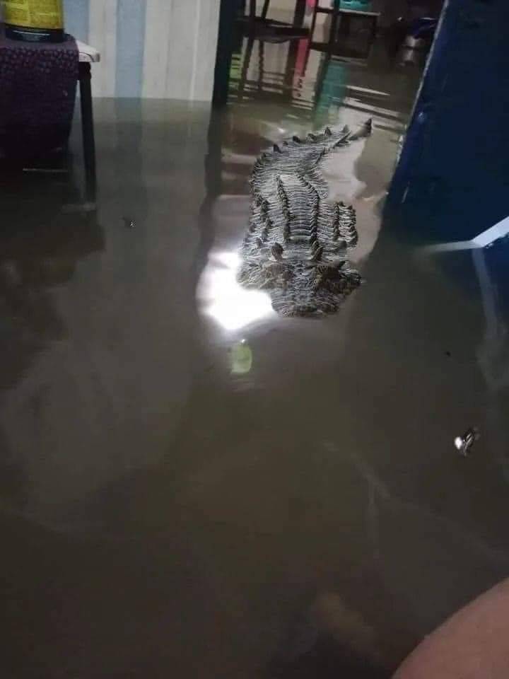 A pet made by the flood.